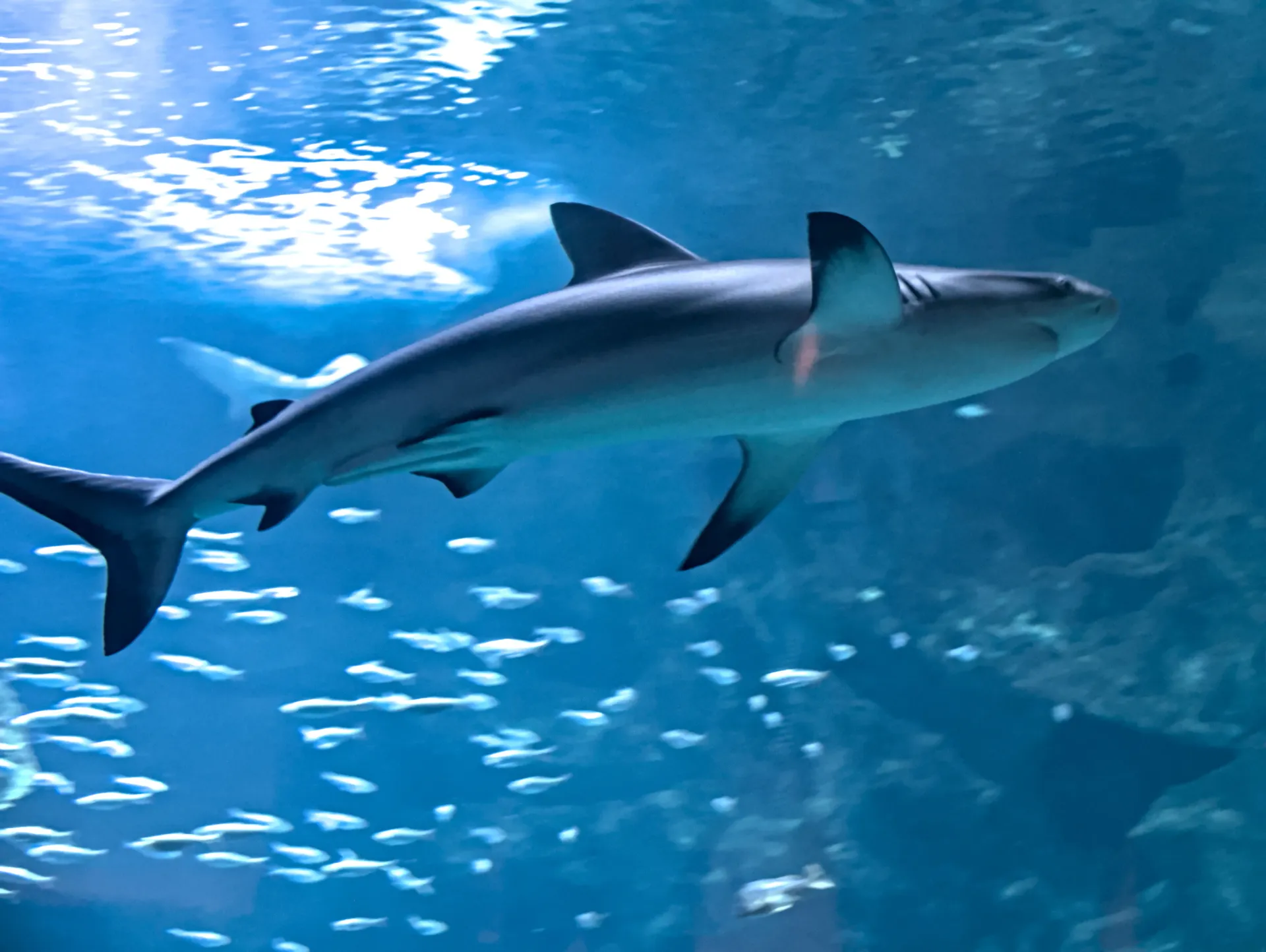 aquarium de la rochelle en week end en camping car