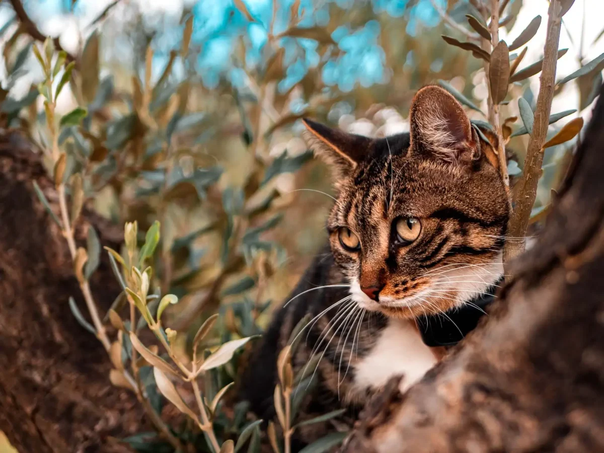 🐾 Voyager en van avec un chat : notre vraie vie sur la route avec Tornade