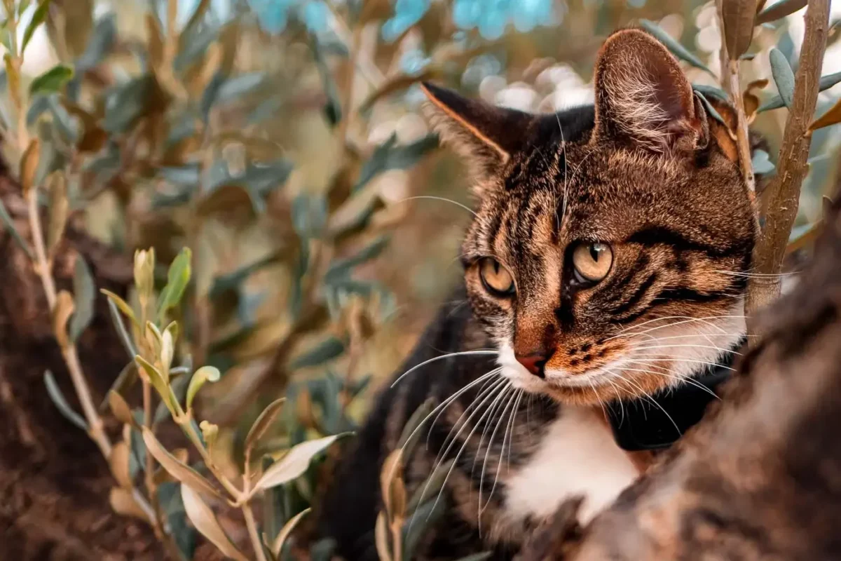 🐾 Voyager en van avec un chat : notre vraie vie sur la route avec Tornade