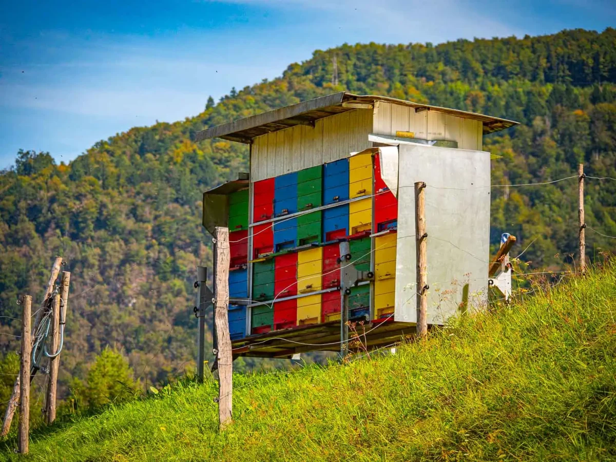 voyager en slovenie en 1à jours en van
