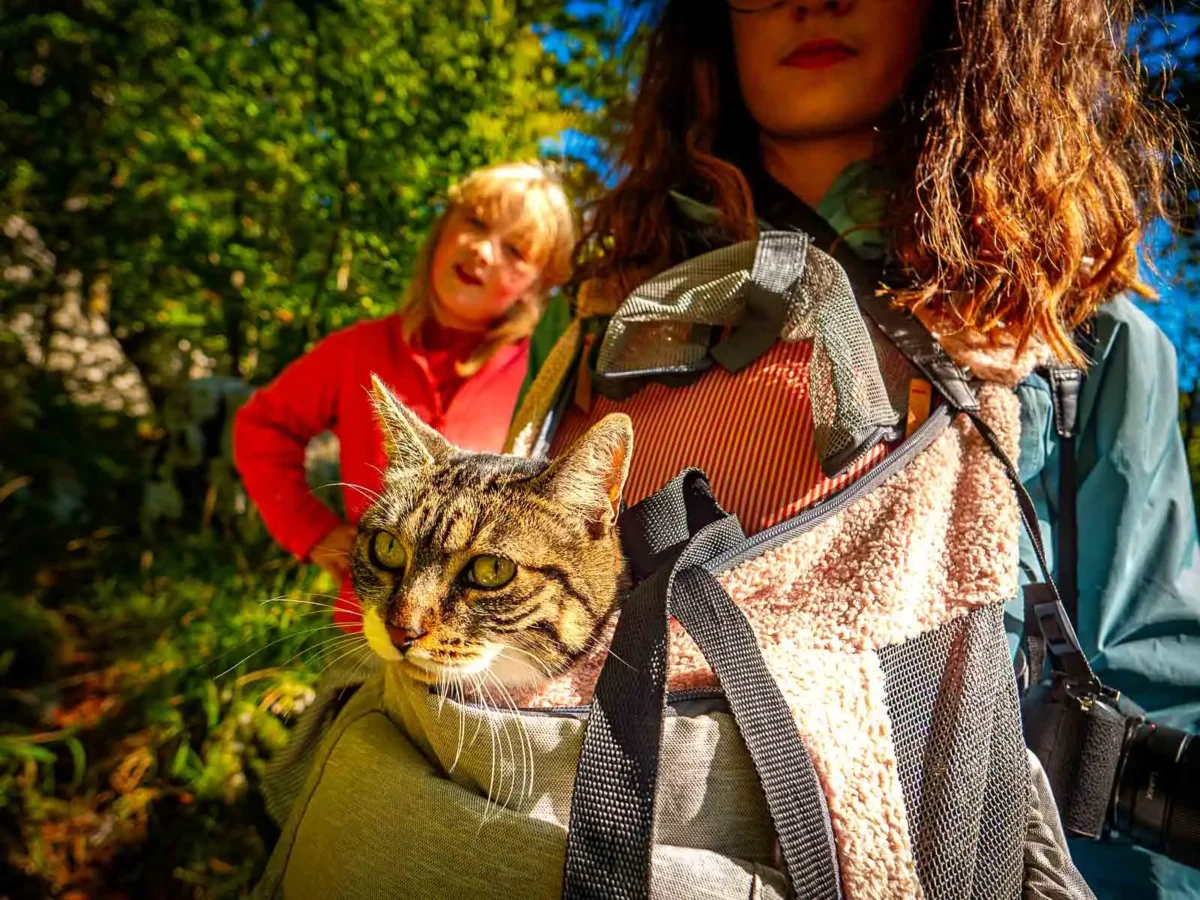 emmener son chat en camping car 