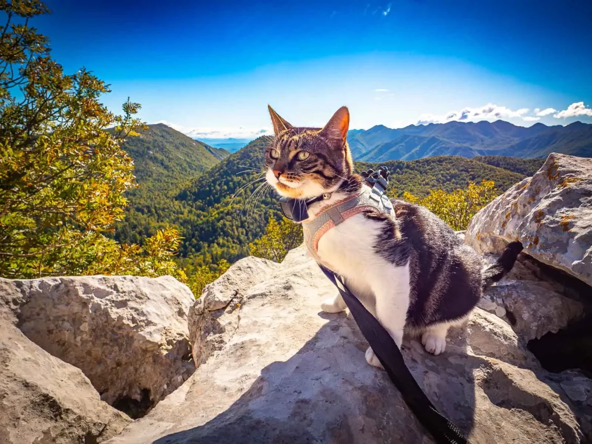 voyager avec un animal en camping car 