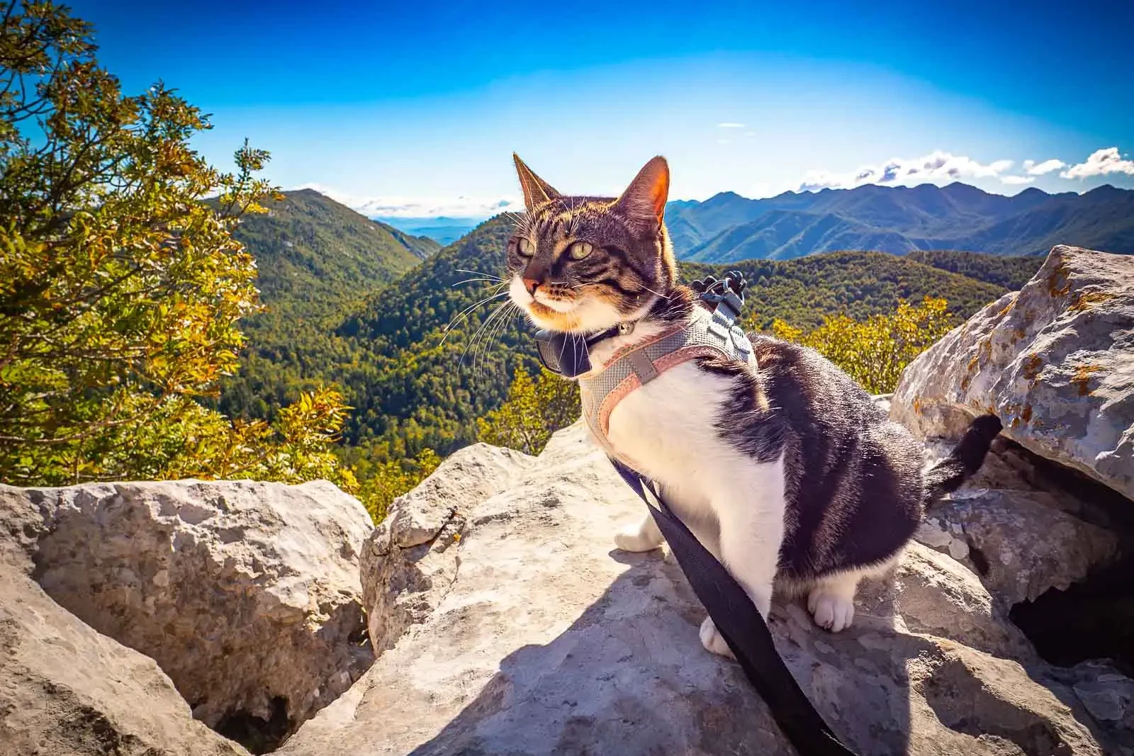voyager avec un animal en camping car