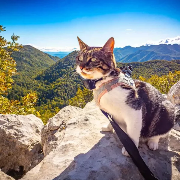 voyager avec un animal en camping car